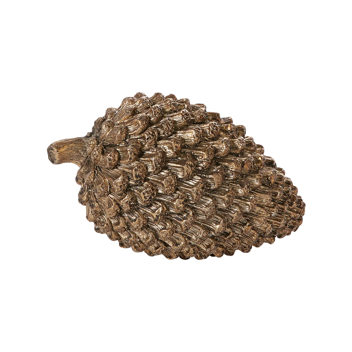 Coulter Pine Cone
