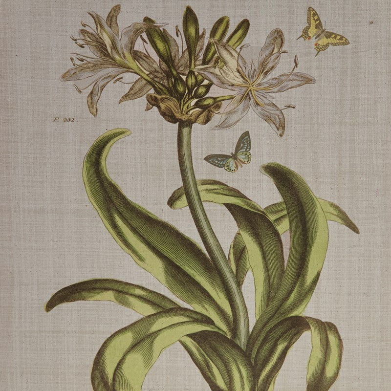 Herbal Botany 4-piece Botanical Illustration Framed Canvas Wall Art Set by Madison Park