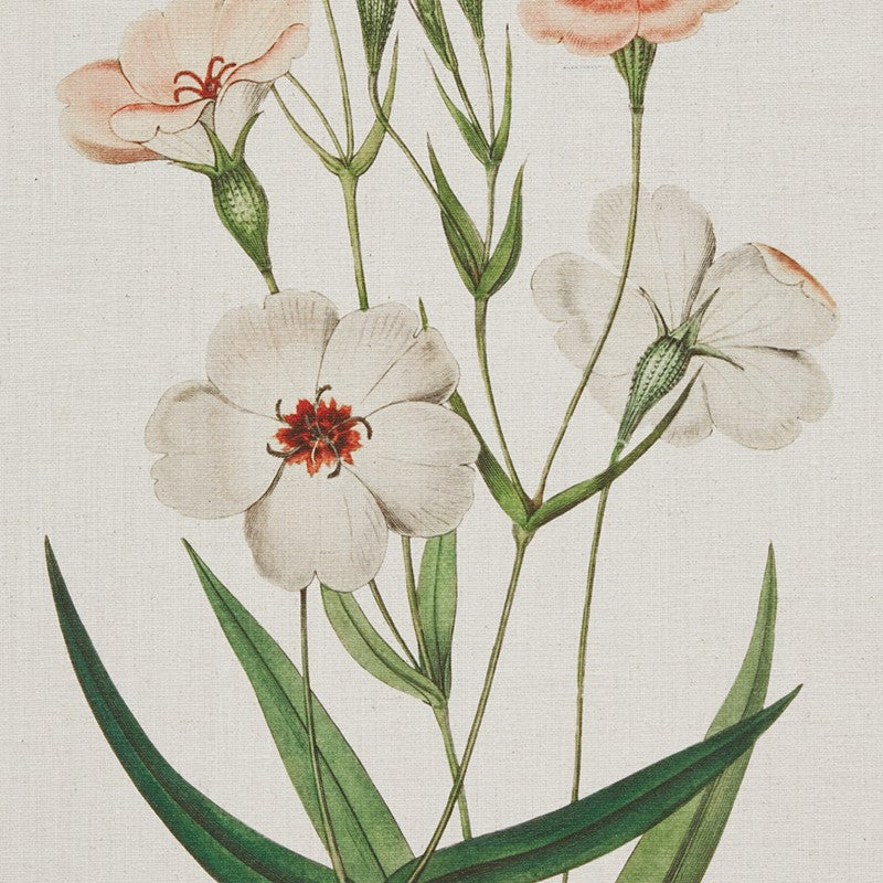 Herbal Botany 4-piece Botanical Illustration Framed Canvas Wall Art Set by Madison Park