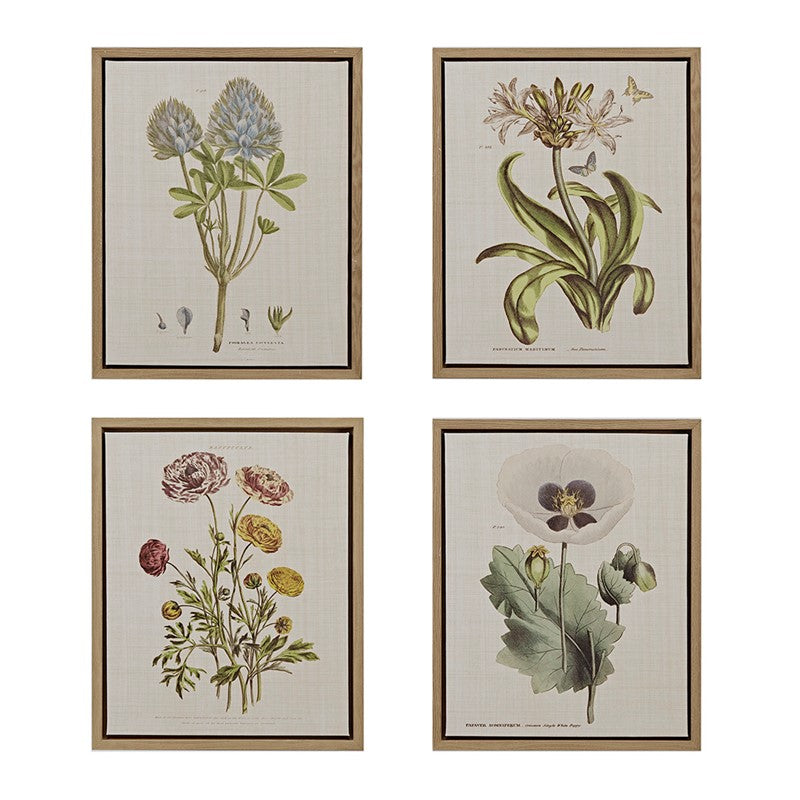 Herbal Botany 4-piece Botanical Illustration Framed Canvas Wall Art Set by Madison Park